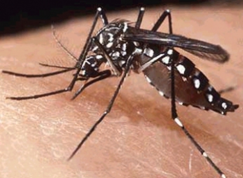 Mosquito aedes aegypti transmissor da dengue  - Disulgação/Sintomas da Dengue