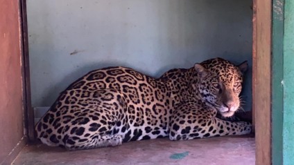 Felino foi mais um dos animais feridos durante os incêndios que atingiram a região pantaneira - Reprodução/Imasul