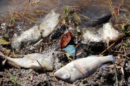 Foram encontradas espécies de tilápia, cará e lambari - Divulgação