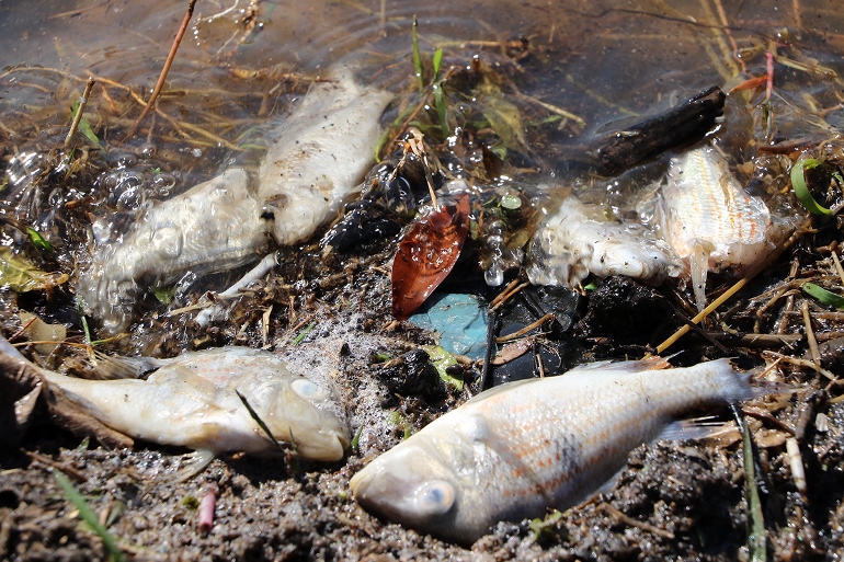 Foram encontradas espécies de tilápia, cará e lambari - Divulgação