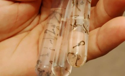 Em Mato Grosso do Sul, 15.991 pessoas foram diagnosticadas com dengue - Foto:Reprodução