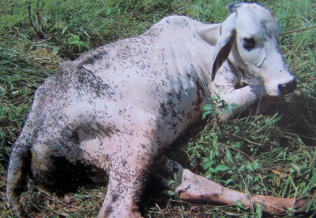 Animais ficam estressados com as moscas e perdem peso ou produzem menos leite - Ouro Fino