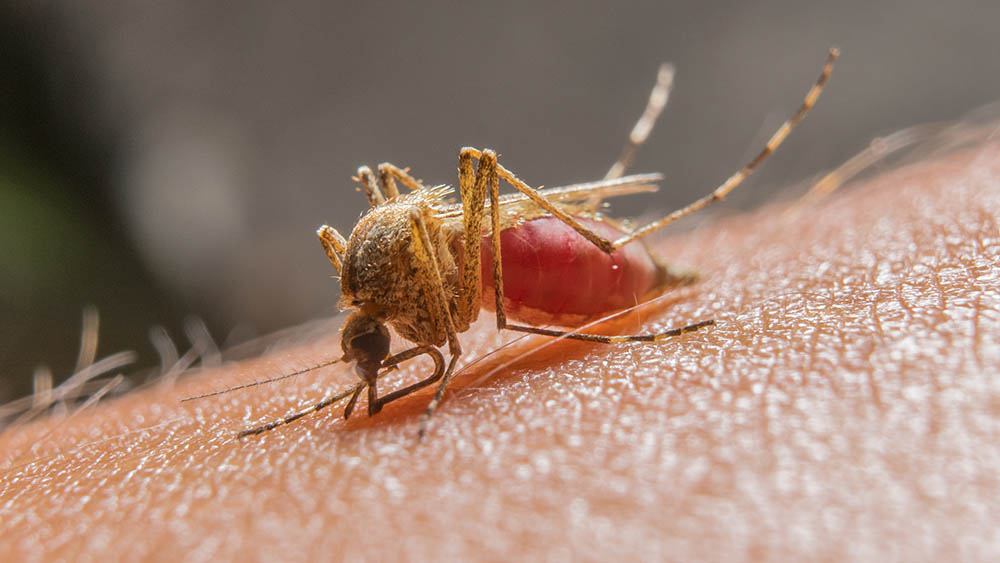 A doença é transmitida pela picada de mosquitos infectados - Reprodução Drauzio