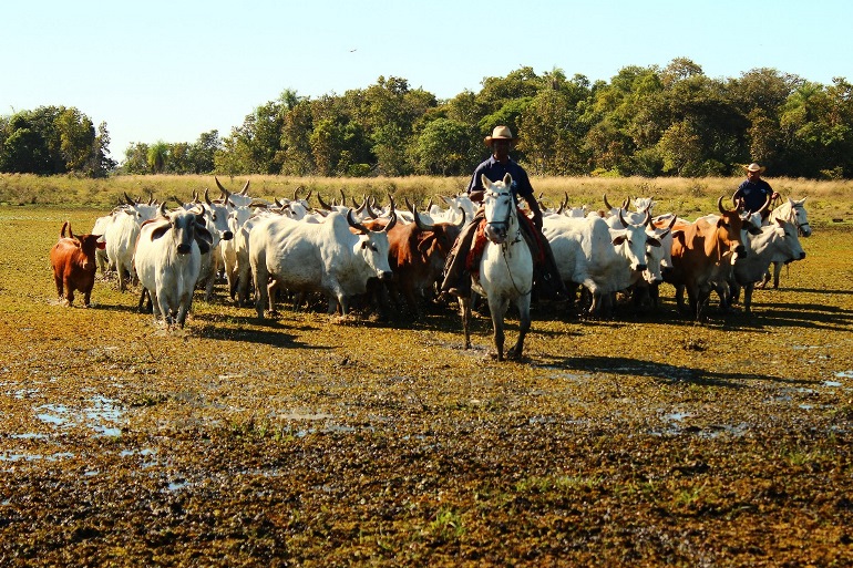 Rebanho é levado para regiões mais altas do Pantanal para escapar das enchentes - Divulgação/Embrapa Pantanal