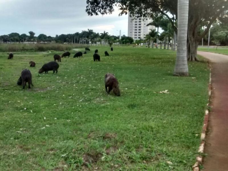 O número de capivaras no local vem aumentando, já que no ano passado eram cerca de 80 - Elias Dias