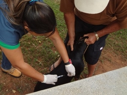 Campanha de vacinação contra raiva em cães e gatos acontece anualmente, mas ainda não começou neste ano  - Arquivo/JP