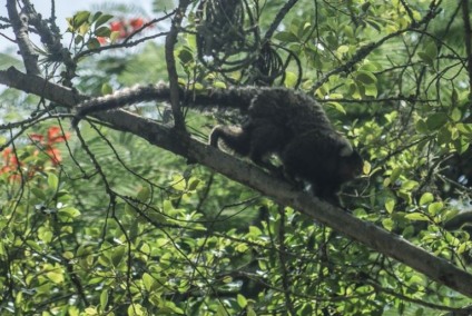 Morte de macacos está relacionada a casos de febre amarela - Reprodução/Agência Brasil