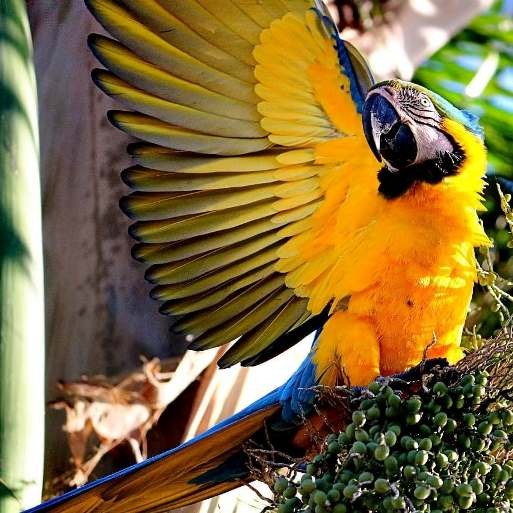 A Arara canindé é um dos maiores símbolos da fauna três-lagoensse - Arquivo/JPNews