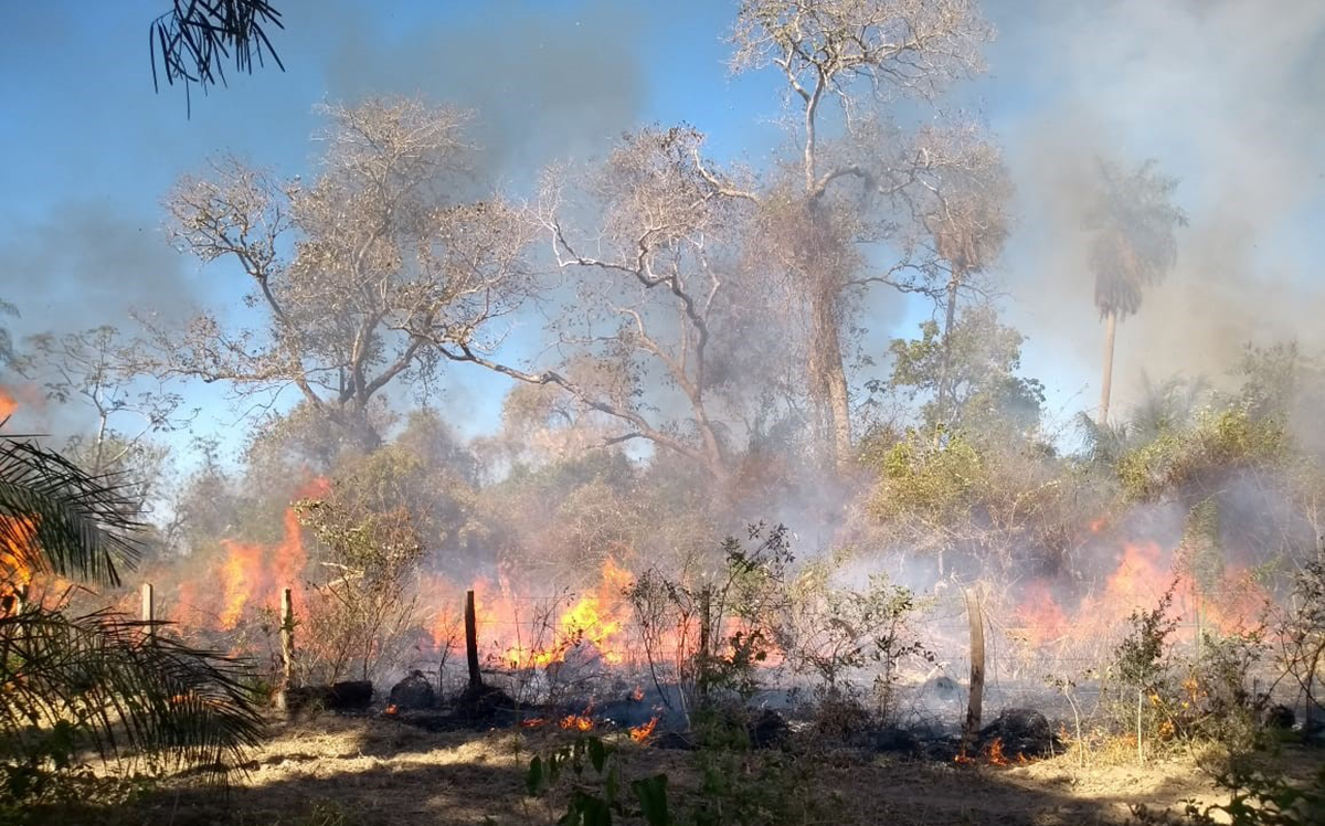 Incêndio de grandes proporções, controlado pelos bombeiros e peões, atingiu três fazendas na Nhecolândia. - Divulgação