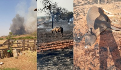 Fogo também atingiu animais das propriedades rurais - Reprodução