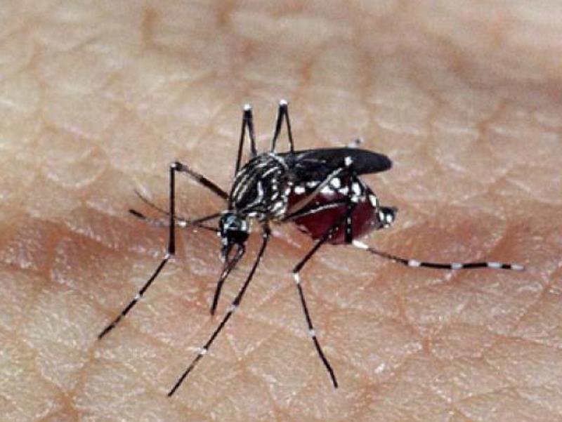 Mosquito Aedes aegypti, responsável pela transmissão dos vírus da dengue, febre chikungunya e Zika - Arquivo Agência Brasil