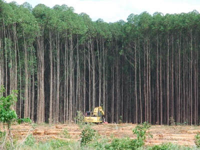 Fibria irá aumentar a área plantada em 150 mil -
