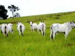 Arroba da vaca gorda está cotada em R$ 85,00 no MS -