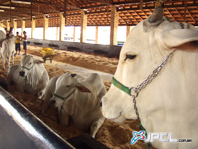Estima-se que 1,2 mil bovinos e 500 equinos sejam expostos para negócios -