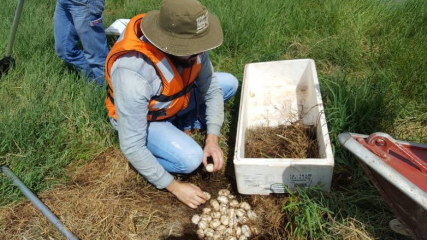 Ovos foram retirados de dois ninhos que estavam em uma ilha de vegetação nativa - Divulgação