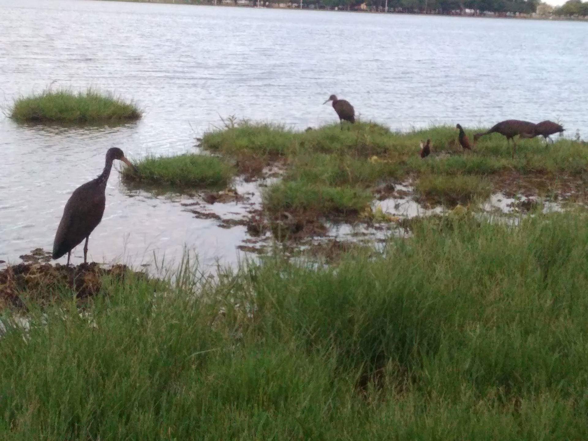 Animais reunidos na Lagoa Maior, em Três Lagoas, contemplando a natureza - Hugo Leal/JPNEWS