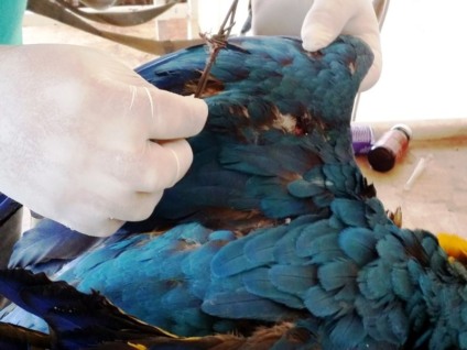 Primeiros socorros são realizados por veterinários do CCZ  - Divulgação