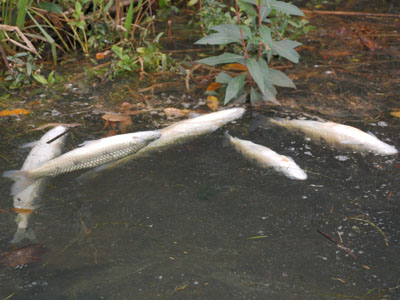 Ao longo das margens do rio era possível ver uma grande quantidade de peixes boiando -