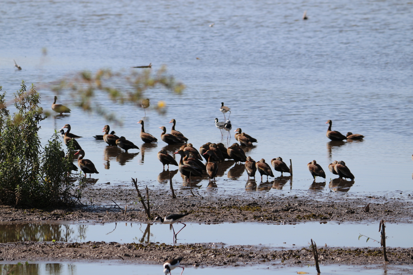 Linda imagem capturada na Lagoa Maior em Três Lagoas. A Lagoa é um belo lugar para se encontrar e fazer amizade com a fauna. - Arquivo/JPNews