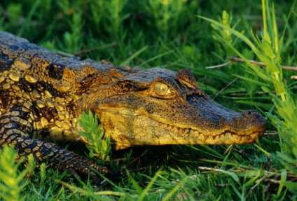 O nome científico do jacaré-do-papa-amarelo é silvestre Caiman Latirostris - Reprodução/Rural Pecuária