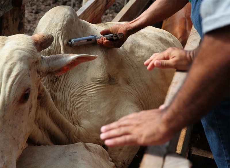 21 milhões de animais devem ser vacinados em MS - Reprodução