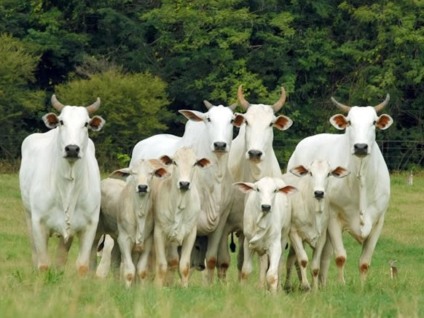 Iagro normatiza cadastro de marcas do rebanho no Estado