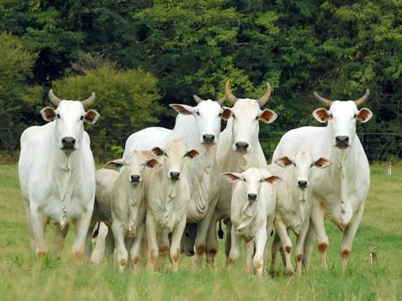 Iagro normatiza cadastro de marcas do rebanho no Estado Iagro normatiza cadastro de marcas do rebanho no Estado