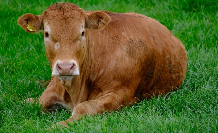 Exportações de carne têm forte elevação em junho