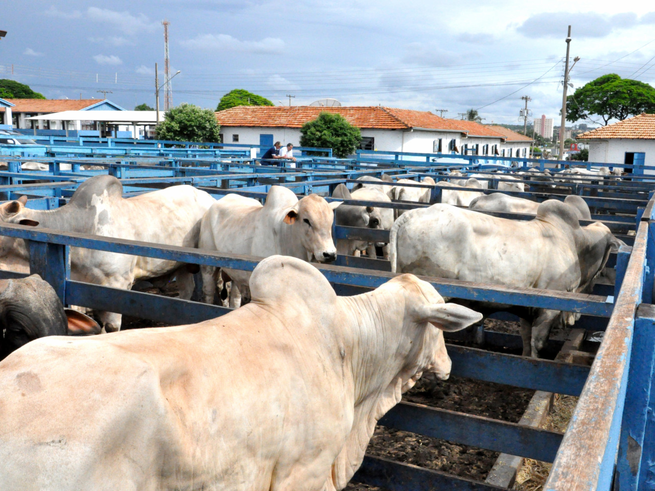 Feira será realizada no Parque de Exposições Daniel Martins Ferreira - Divulgação