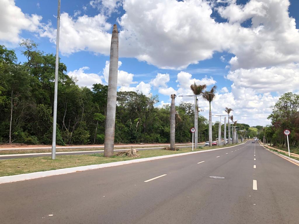 Palmeiras imperiais equivalem a R$ 12 mil cada uma e estão morrendo - Gabi Couto/CBN