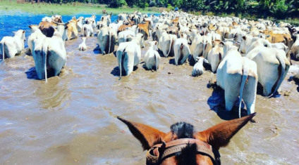 Entre junho e agosto de 2017 no ano passado não houve registro de chuvas - (Foto: Portal do MS)