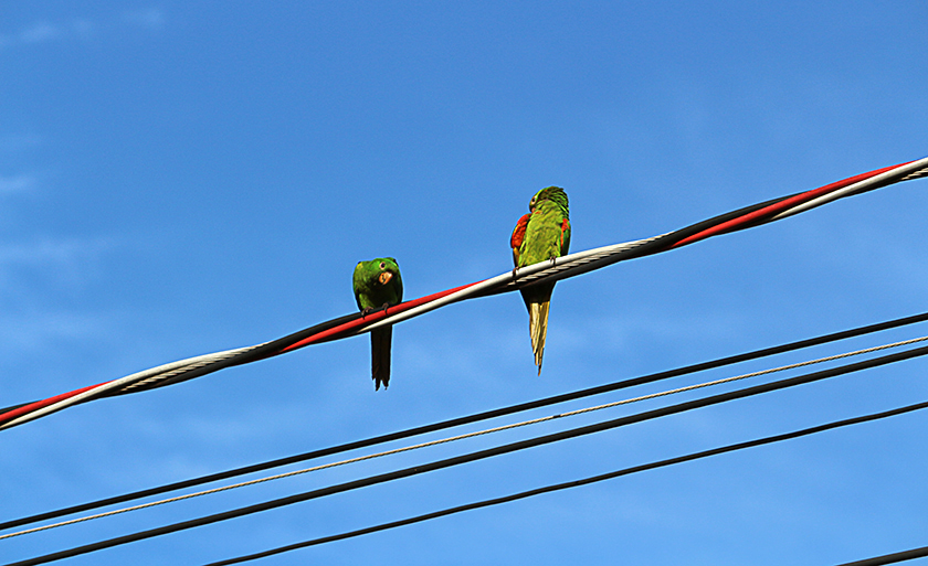 Passáro encarando a lente da fotográfa, querendo privacidade - Danielle Leduc