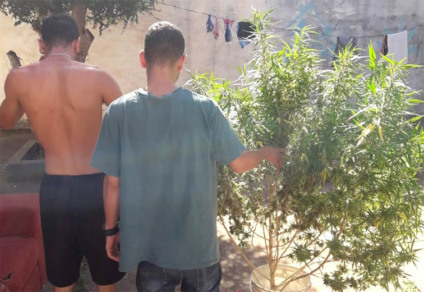 Arbusto estava plantando no quintal da casa do suspeito - Imagens cedidas