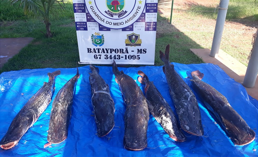 Durante a fiscalização foram encontrados 131 kg de pescado da espécie pintado - Divulgação/PMA