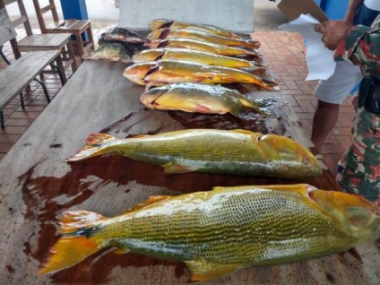 O objetivo da operação é prevenir e reprimir a pesca predatória, devido a proximidade do período de piracema - Divulgação/PMA O objetivo da operação é prevenir e reprimir a pesca predatória, devido a proximidade do período de piracema - Divulgação/PMA