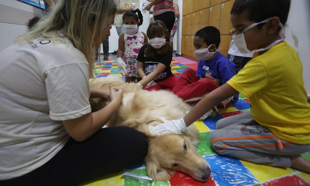 Juca, é um golden retriever que participa da Pet Terapia em um dos hospitais que autorizam a visitam no Rio de Janeiro - Divulgação/Amigo Bicho