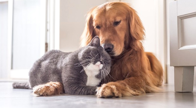 Cães e gatos podem doar sangue hoje no estacionamento do Hemosul - Divulgação/Assessoria Cães e gatos podem doar sangue hoje no estacionamento do Hemosul - Divulgação/Assessoria