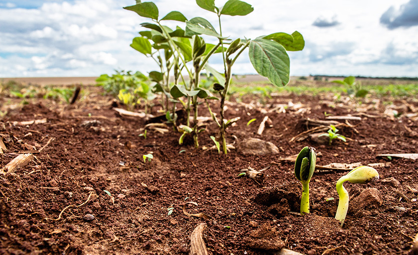 Mato Grosso do Sul já havia comercializado 28% da safra de soja 2019/2020 - Imagem cedida/Famasul