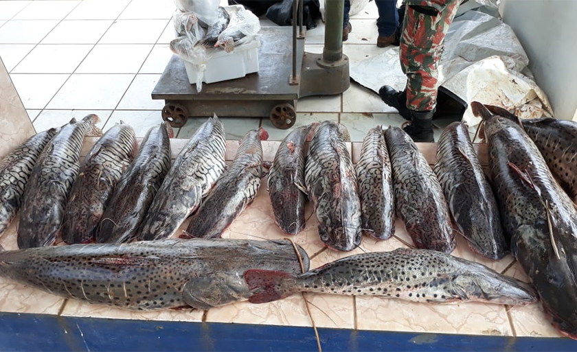 Pescado será doado para instituições filantrópicas depois de periciado - Divulgação/PMA