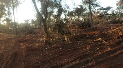 O cerrado é um dos três biomas presentes no Mato Grosso do Sul - Foto: PMA/Divulgação