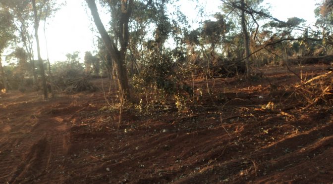 O cerrado é um dos três biomas presentes no Mato Grosso do Sul - Foto: PMA/Divulgação
