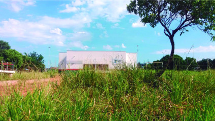 Casas foram construídas em árvores, no parque público