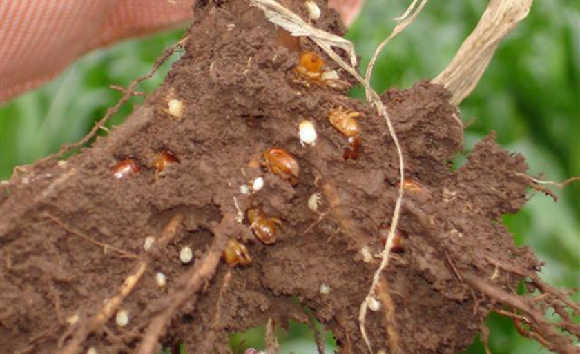 Pastagens são atacadas por inseto que se alimenta de seiva das raízes; técnicos não encontram solução nem com reforma de pastos - Imagem cedida