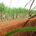 A redução da colheita de cana-de-açúcar é reflexo das mudanças climáticas. 