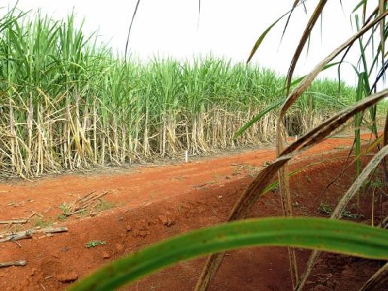 A redução da colheita de cana-de-açúcar é reflexo das mudanças climáticas. 