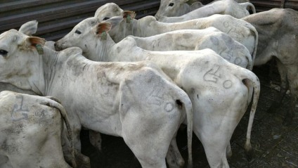 Animais foram interceptados antes mesmo de sair de Ponta Porã - Divulgação/IAGRO