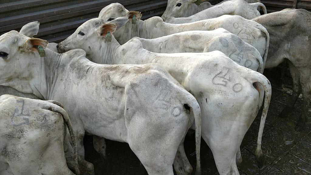 Animais foram interceptados antes mesmo de sair de Ponta Porã - Divulgação/IAGRO