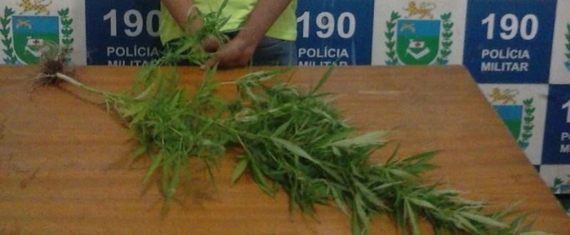 Adolescente cultivava maconha em casa - Divulgação/PM