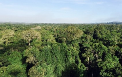 Floresta altamente produtiva e biodiversa na Amazônia - CLAUDIO ANGELO/OC