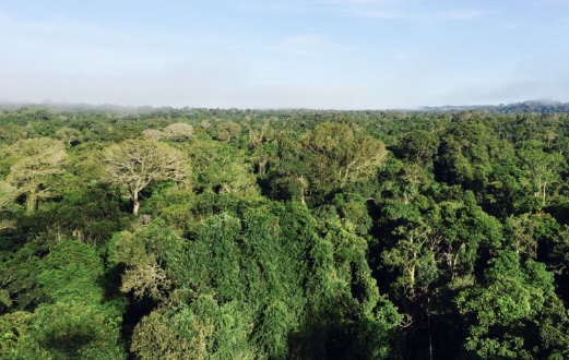Floresta altamente produtiva e biodiversa na Amazônia - CLAUDIO ANGELO/OC Floresta altamente produtiva e biodiversa na Amazônia - CLAUDIO ANGELO/OC